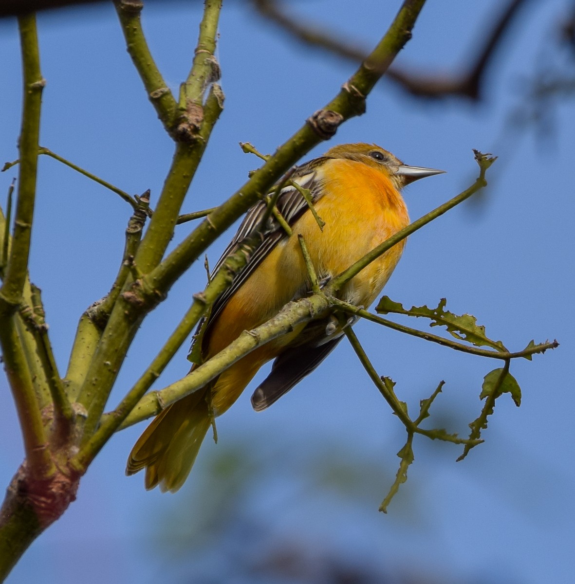 Балтиморский трупиал - ML647122469