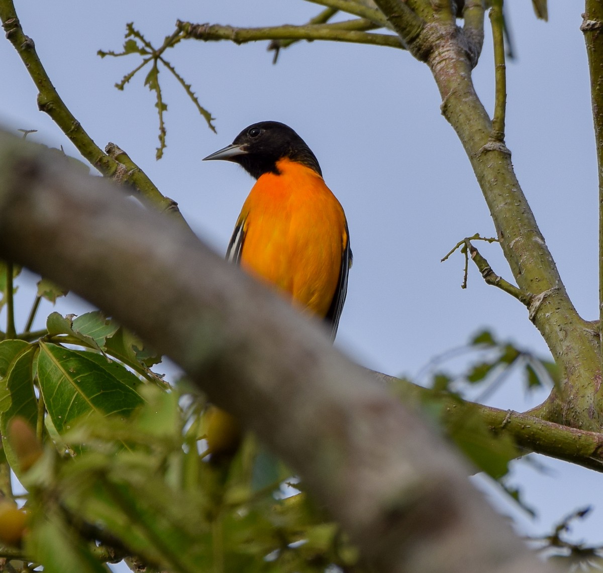 Балтиморский трупиал - ML647122470