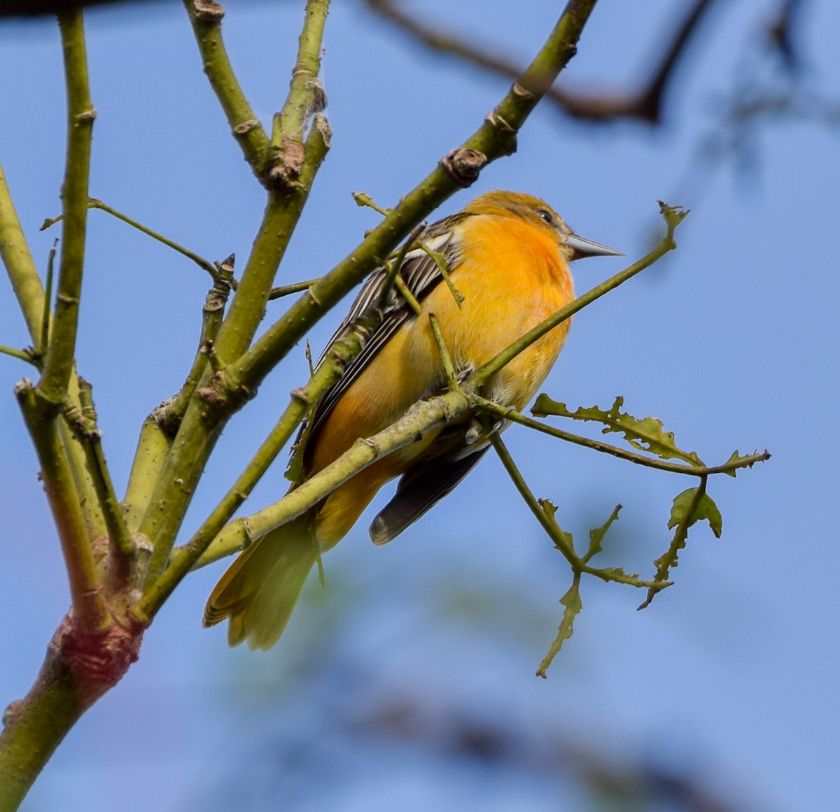 Балтиморский трупиал - ML647122471