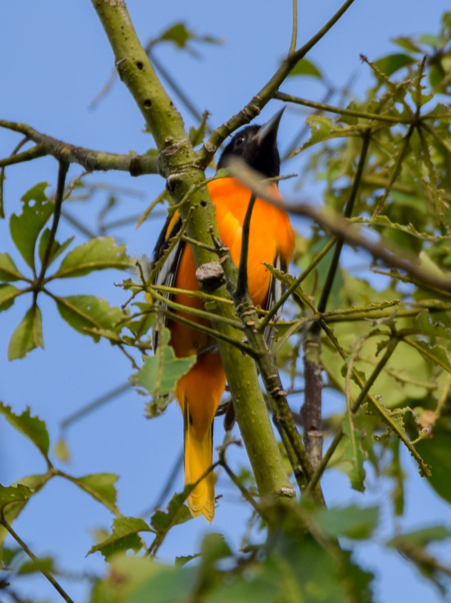 Балтиморский трупиал - ML647122472