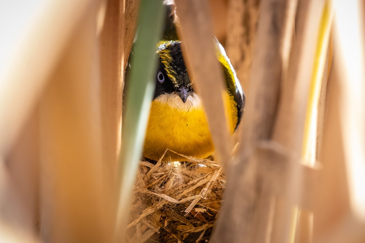 Many-colored Rush Tyrant - ML647122491