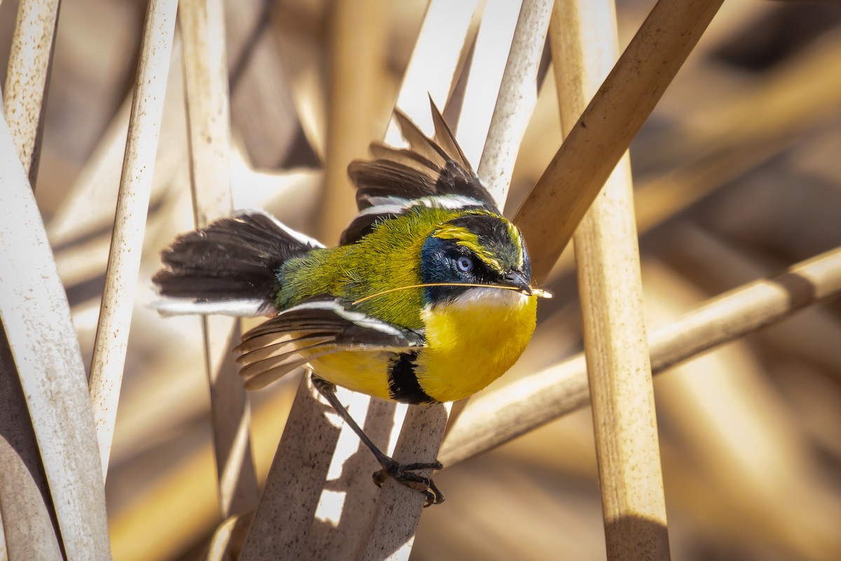 Many-colored Rush Tyrant - ML647122492