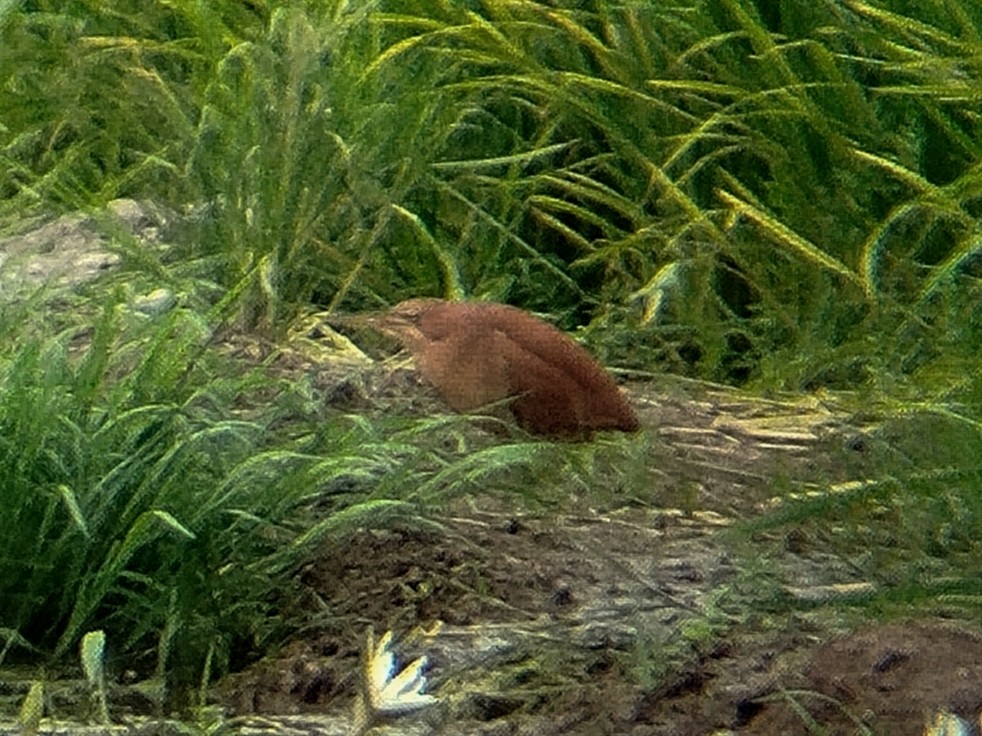 Cinnamon Bittern - ML647122493