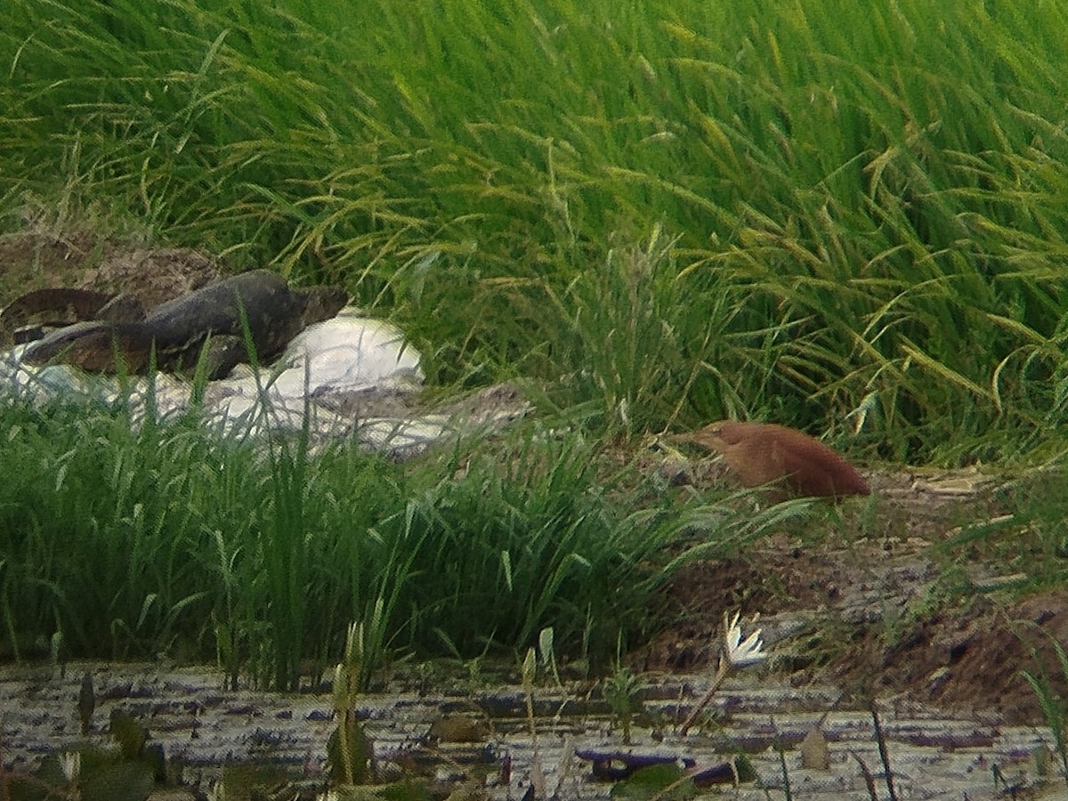 Cinnamon Bittern - ML647122494