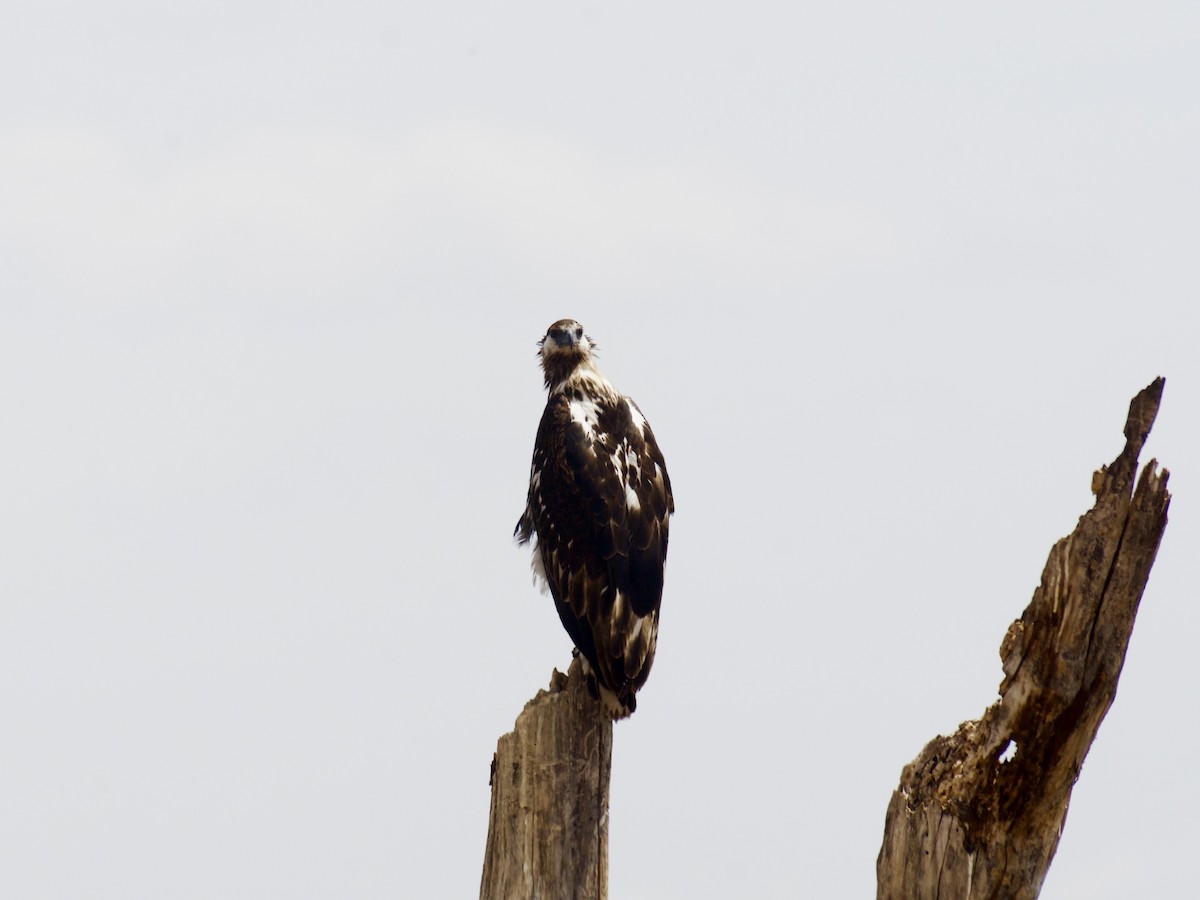 flodørn - ML647122497