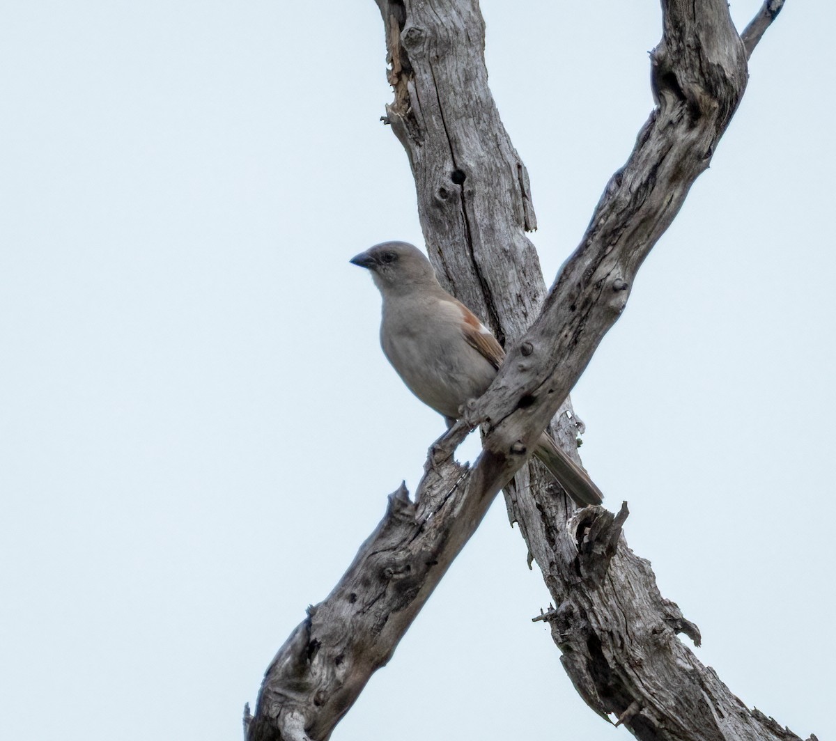 Southern Gray-headed Sparrow - ML647122499