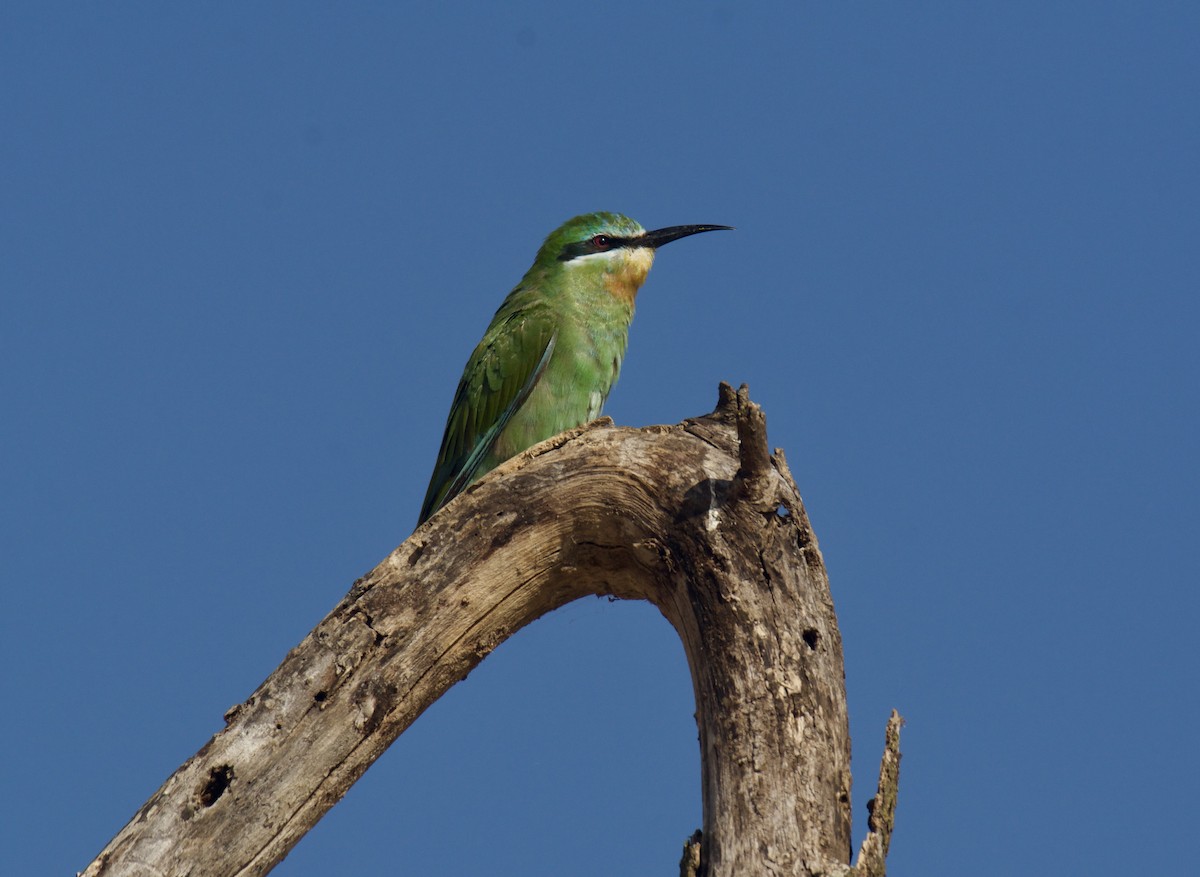 שרקרק ירוק - ML647122511