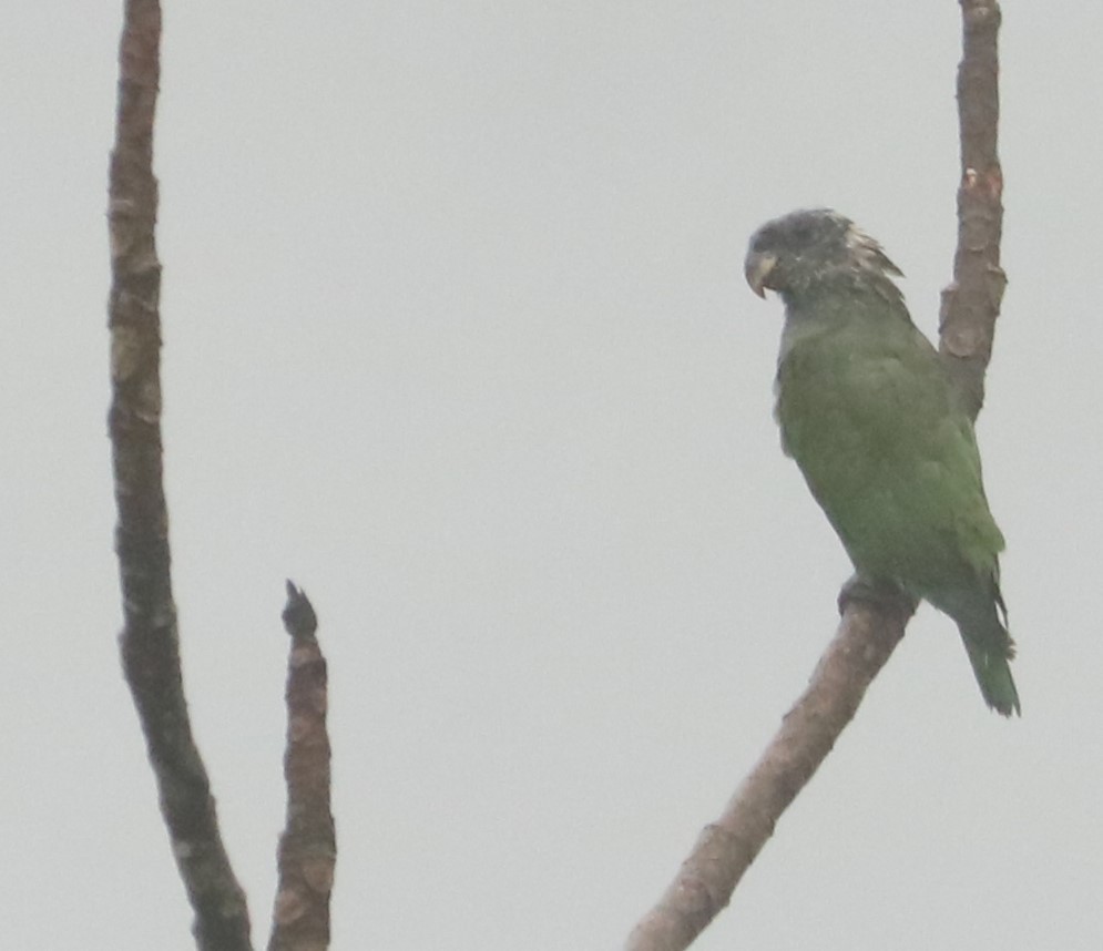 Scaly-headed Parrot - ML647122513