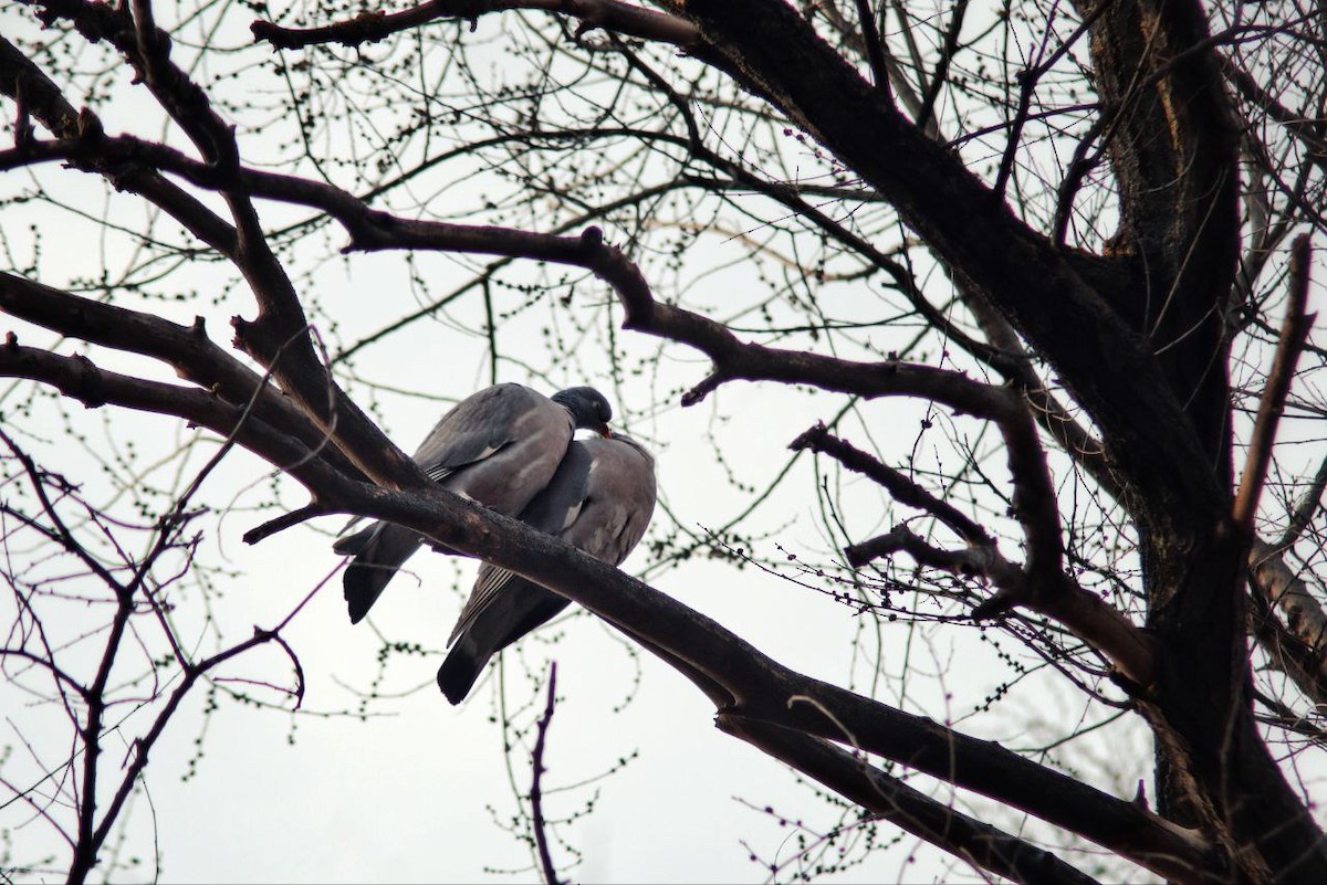 Common Wood-Pigeon - ML647122522