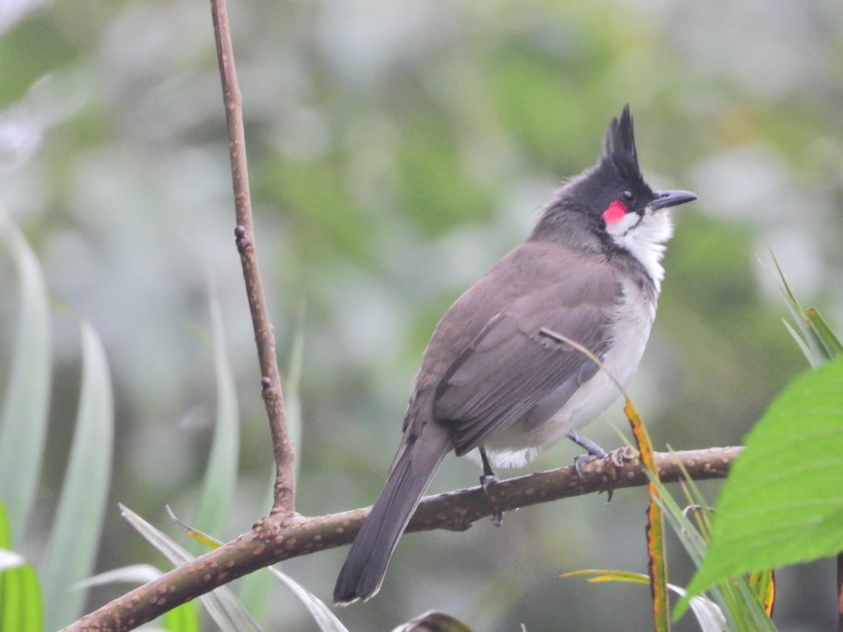 Red-whiskered Bulbul - ML647122524