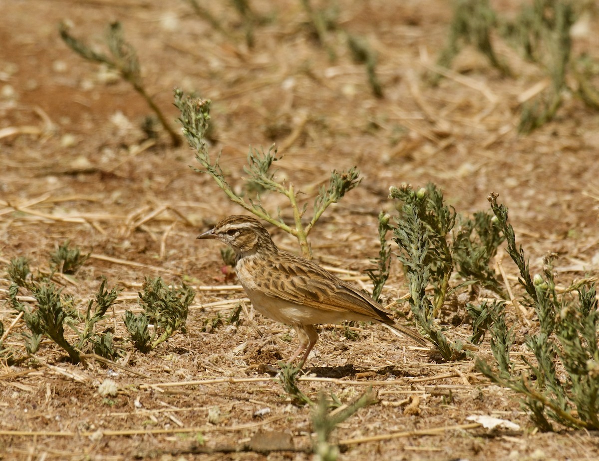 Savannenlerche (Fuchslerche) - ML647122539