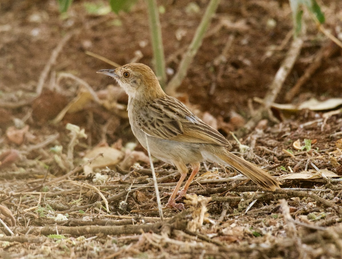 Rattling Cisticola - ML647122556