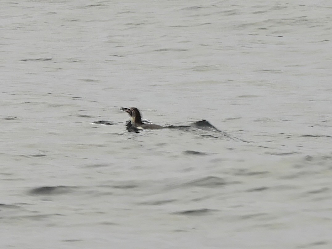 Humboldt Penguin - ML647122575