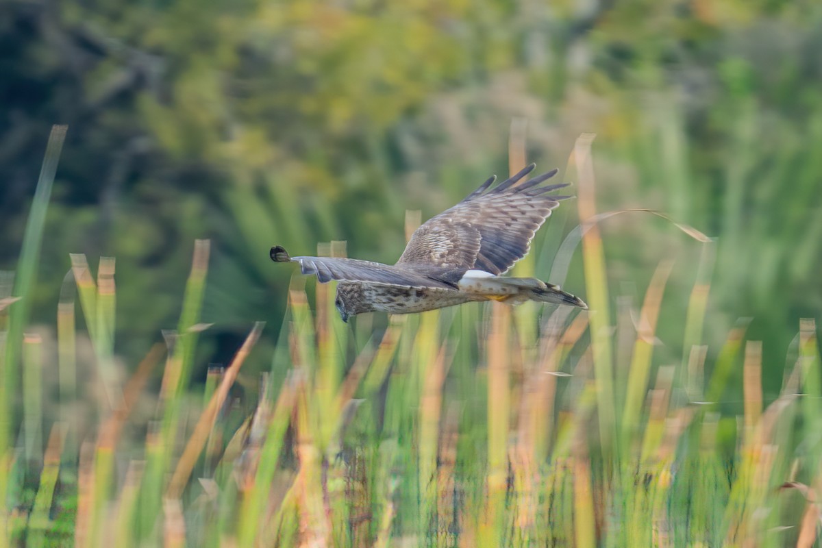 Hudsonweihe - ML647122576