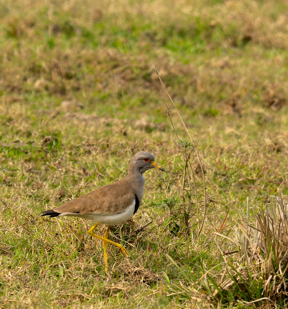 Gray-headed Lapwing - ML647122577