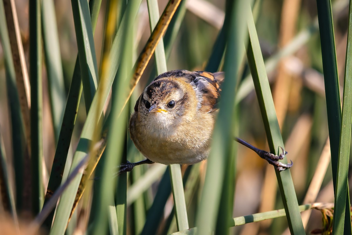 Wren-like Rushbird - ML647122580