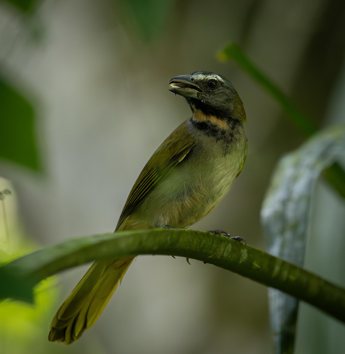 Buff-throated Saltator - ML647122582