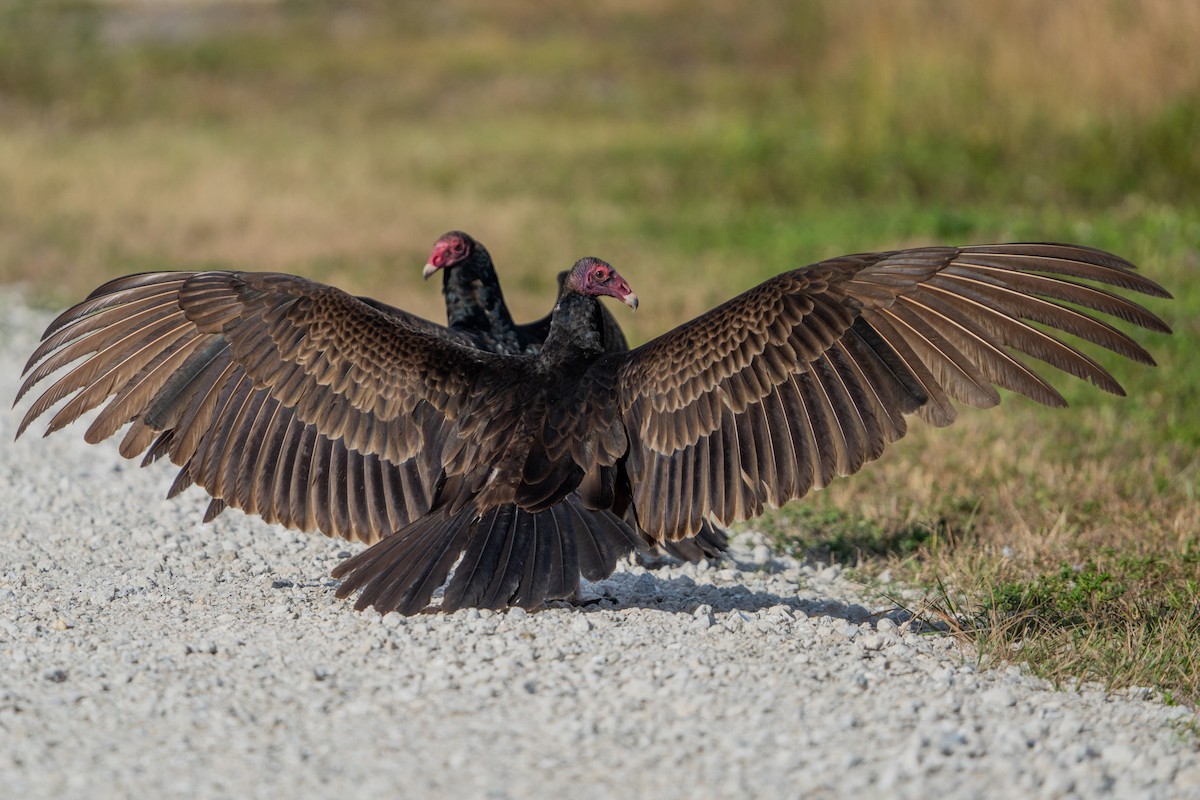 Turkey Vulture - ML647122584