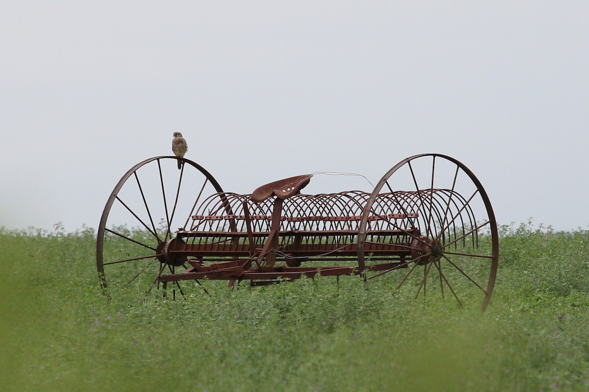 בז מצוי - ML647122588