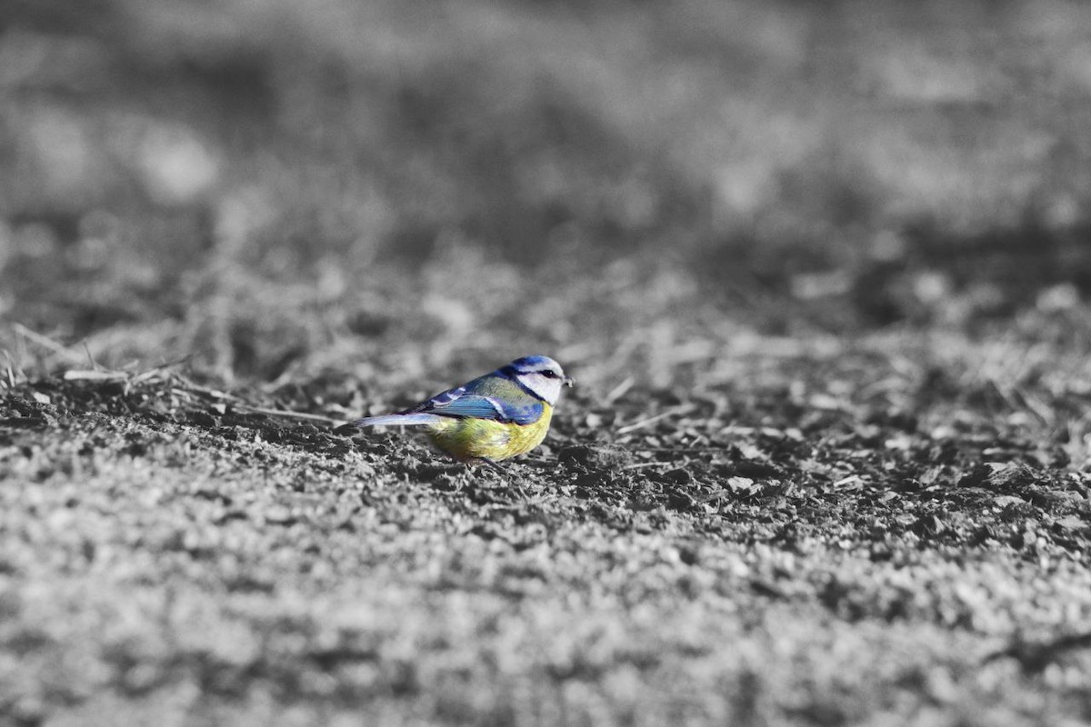 Eurasian Blue Tit - ML647122598