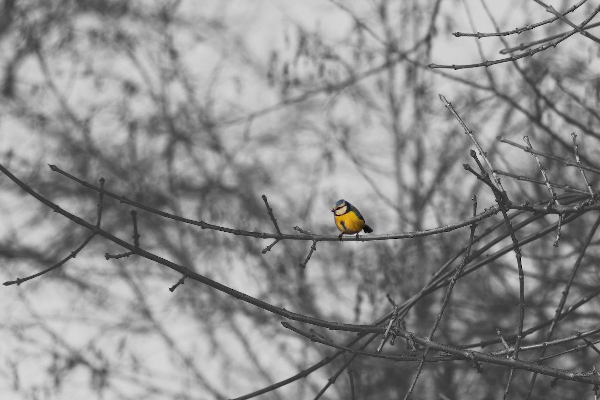 Eurasian Blue Tit - ML647122599