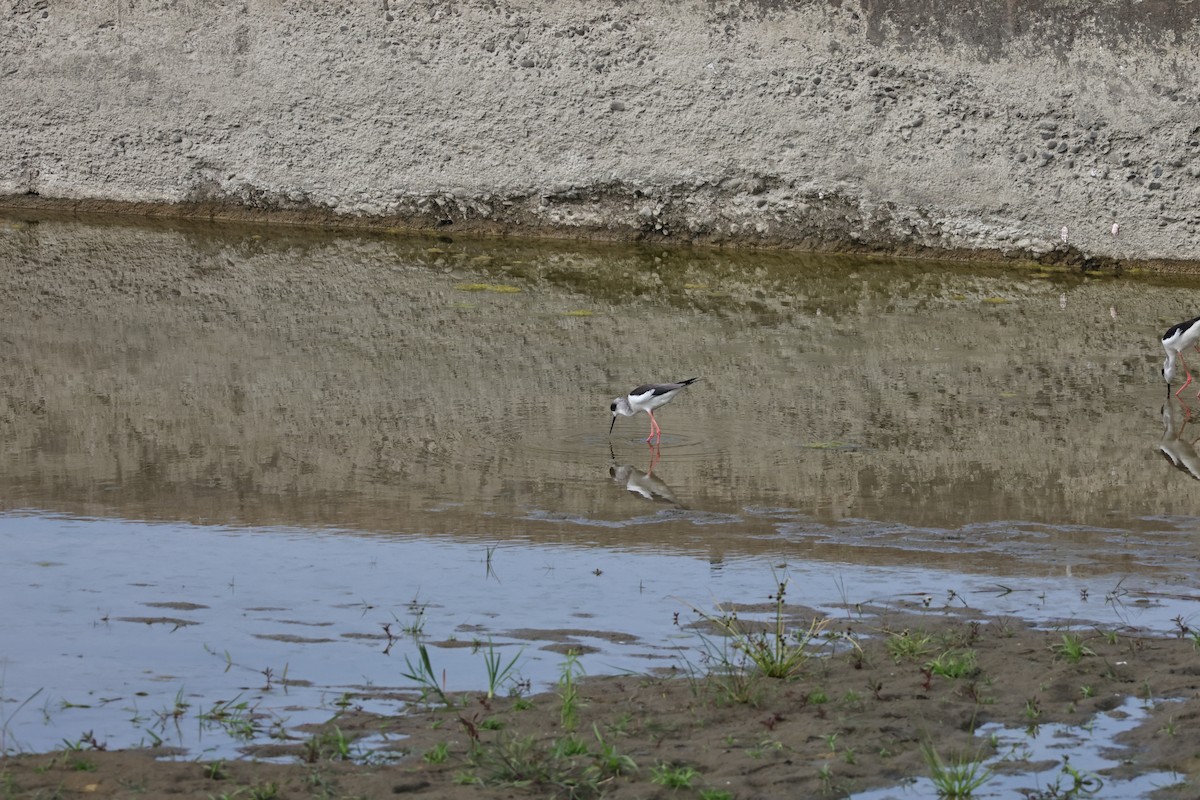 高蹺鴴 - ML647122613