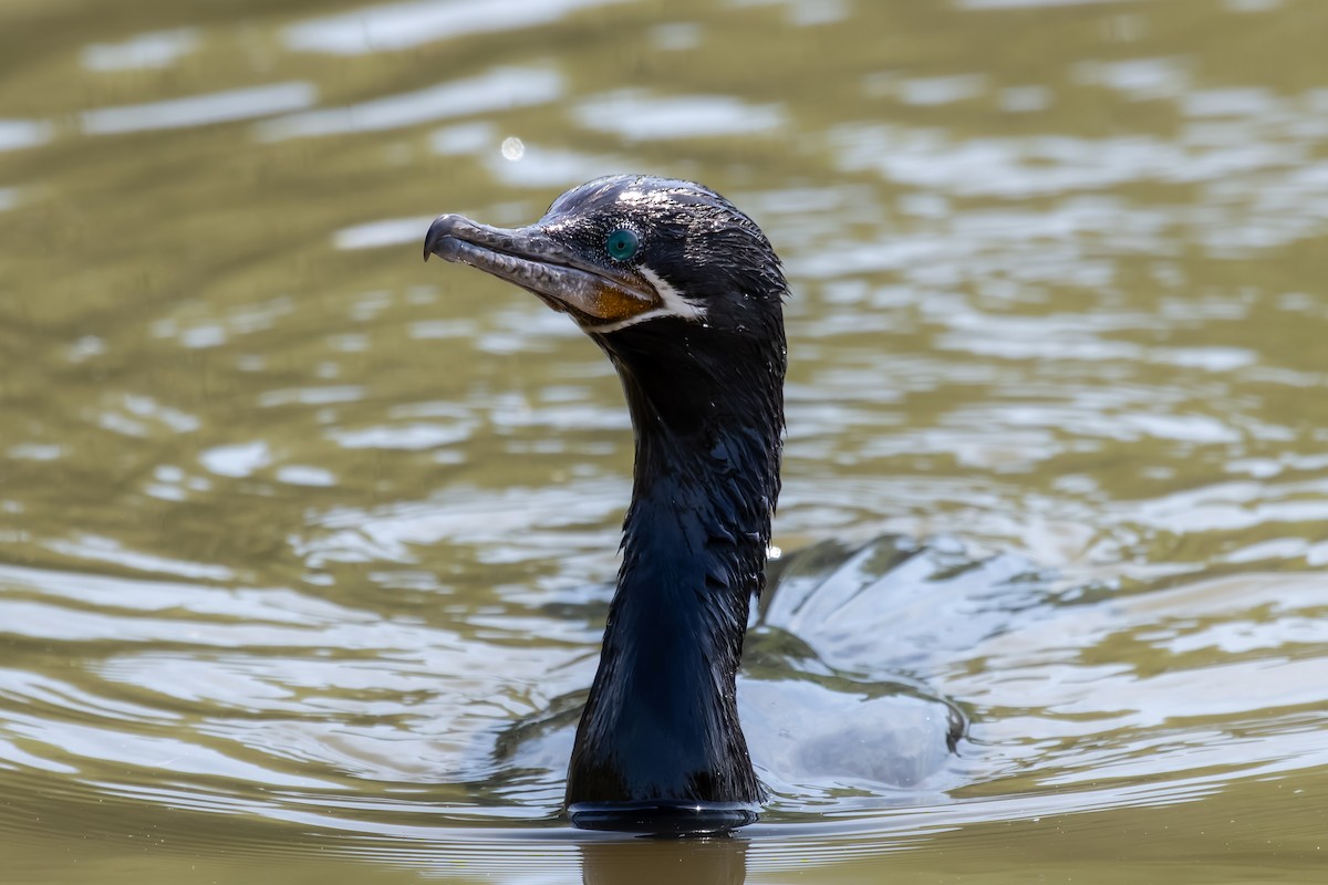 Neotropic Cormorant - ML647122625