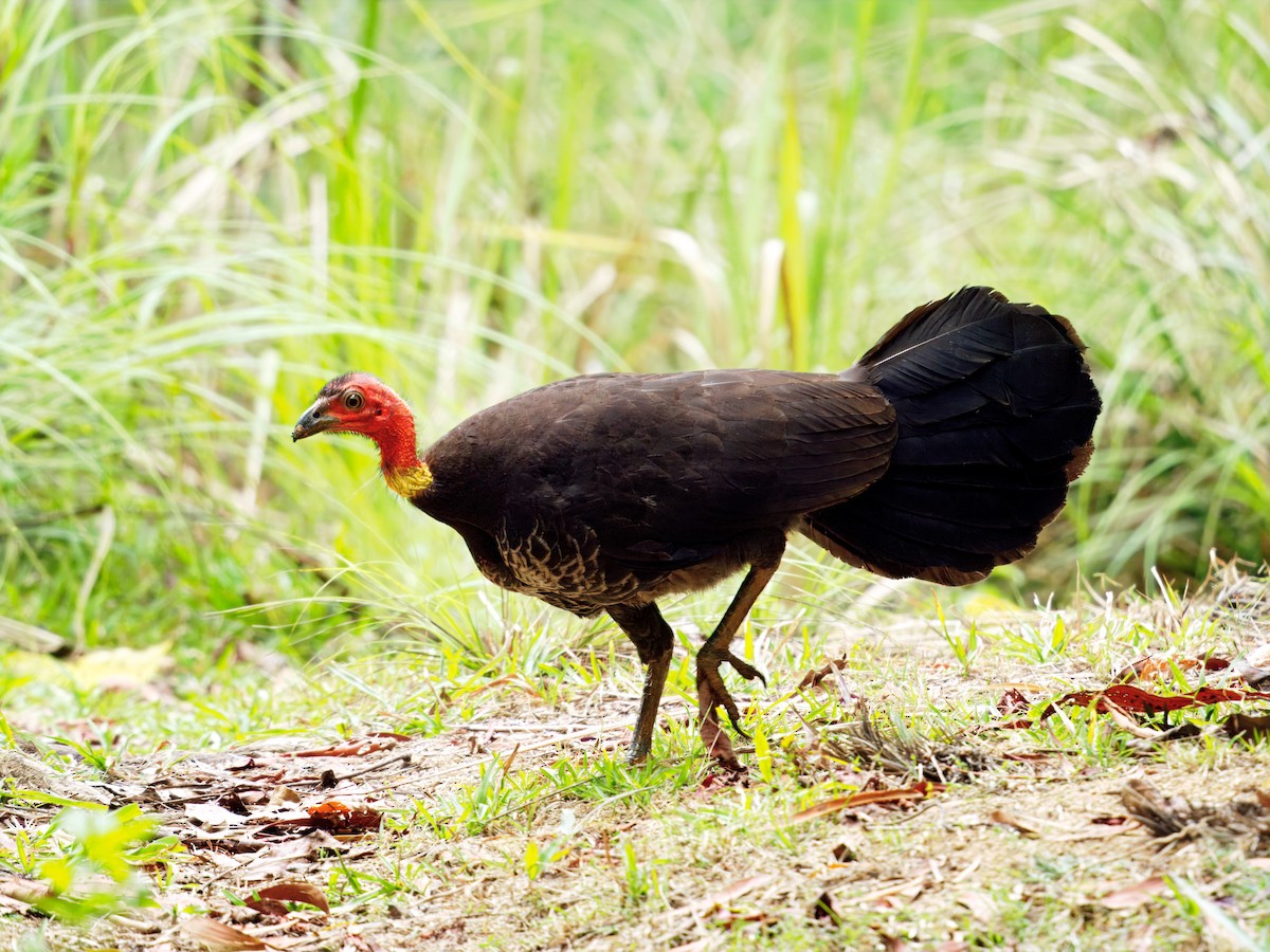 Australian Brushturkey - ML647122636