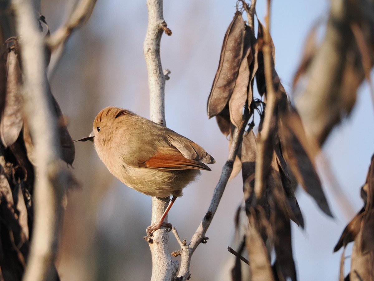 Vinous-throated Parrotbill - ML647122638