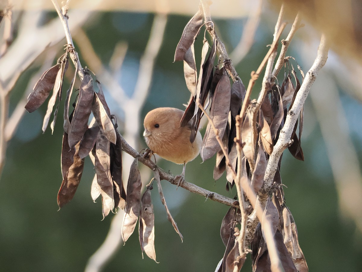 Vinous-throated Parrotbill - ML647122639