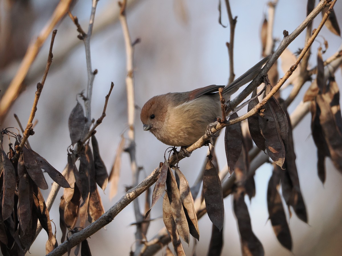 Vinous-throated Parrotbill - ML647122640