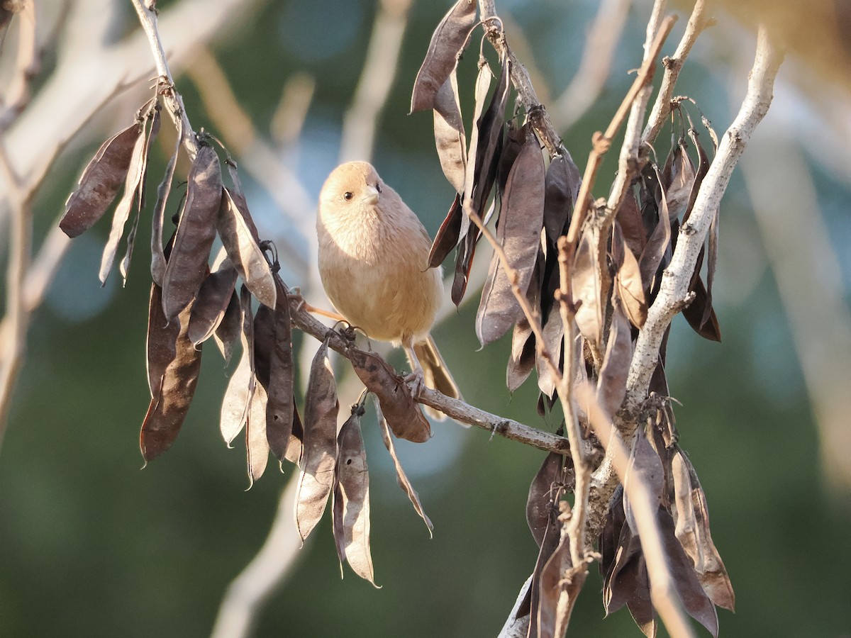 Vinous-throated Parrotbill - ML647122641