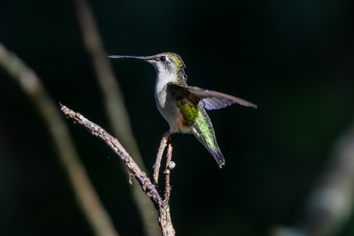 Ruby-throated Hummingbird - ML647122654