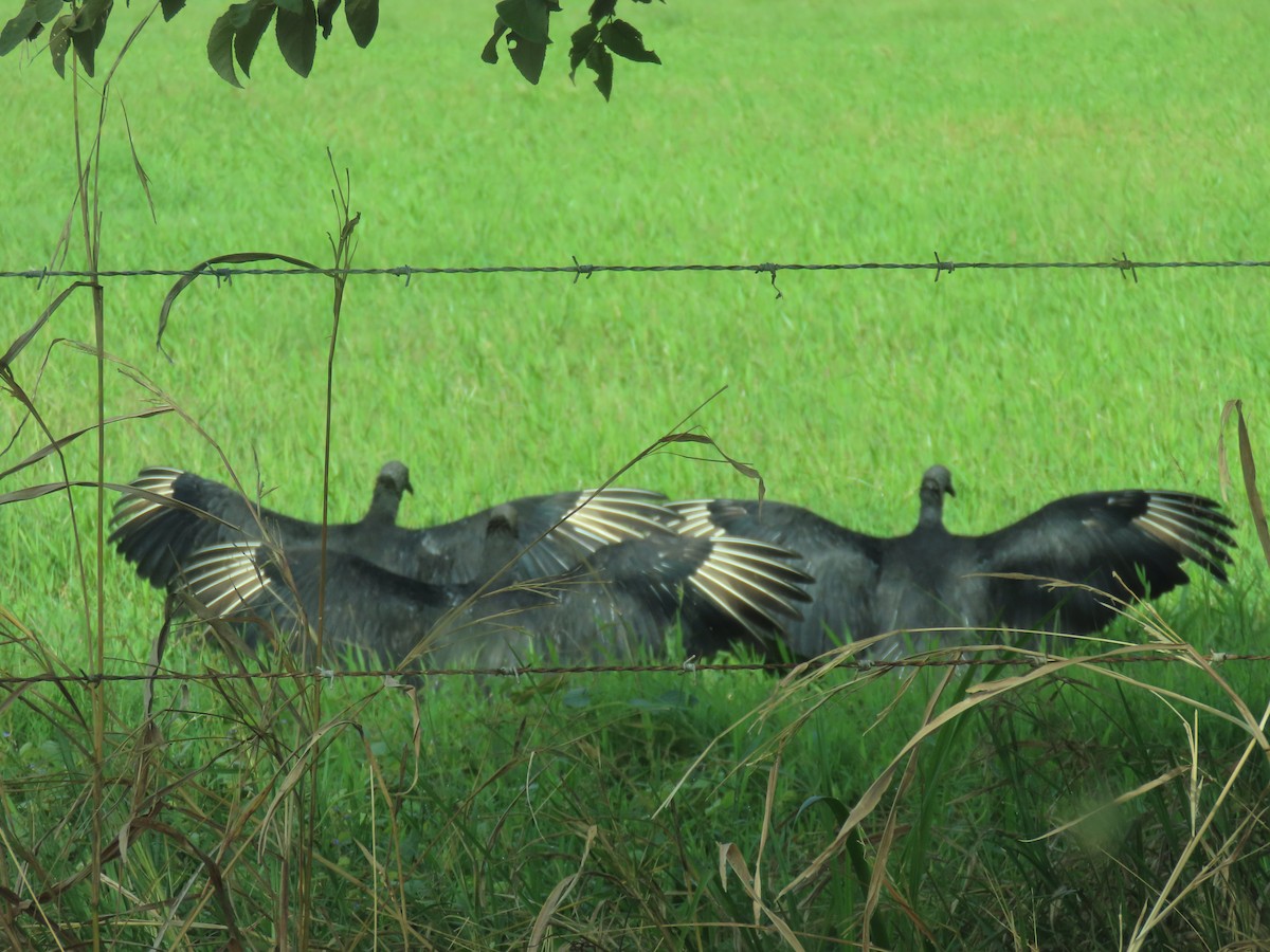 Urubu noir - ML647122655