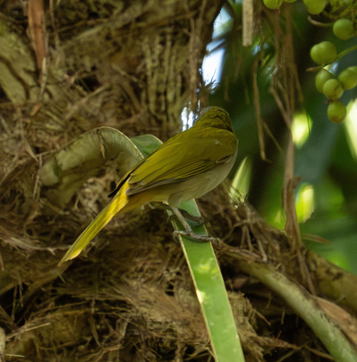 Buff-throated Saltator - ML647122657