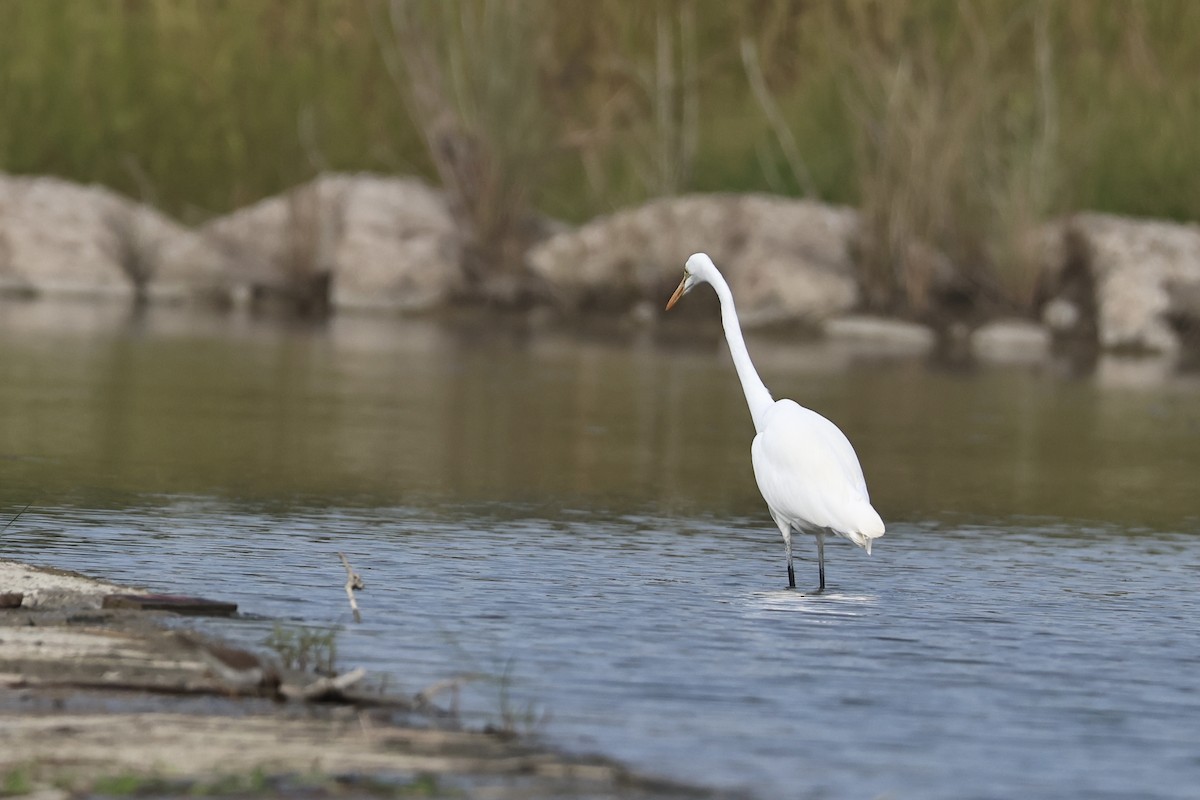 Koartza zuria - ML647122660