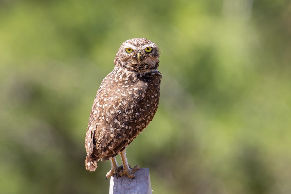 Burrowing Owl - ML647122662