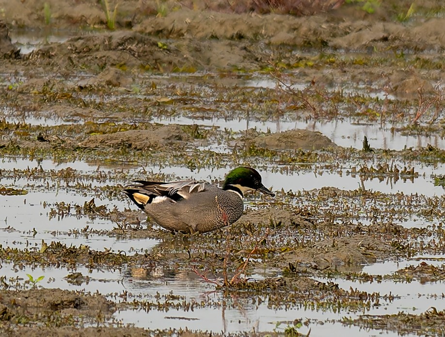 ヨシガモ - ML647122664