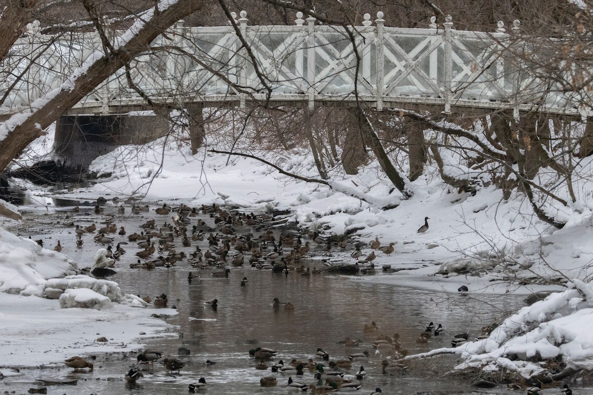 Mallard - ML647122666