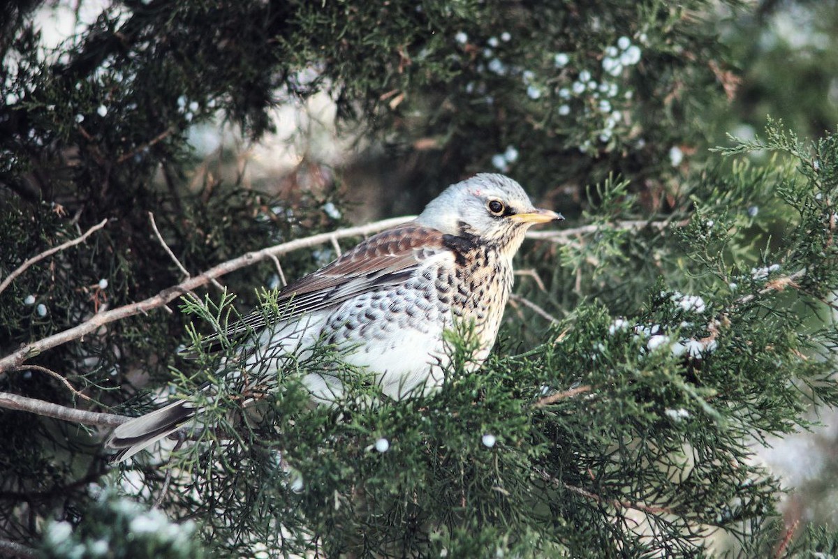 Fieldfare - ML647122669
