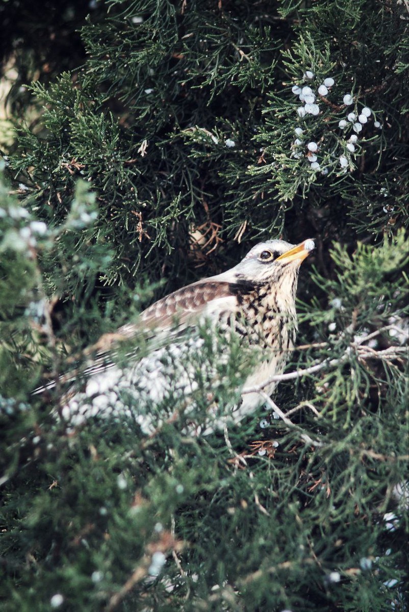 Fieldfare - ML647122670