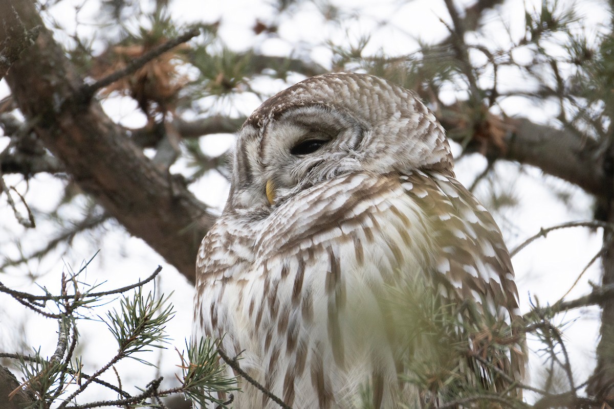 Barred Owl - ML647122679