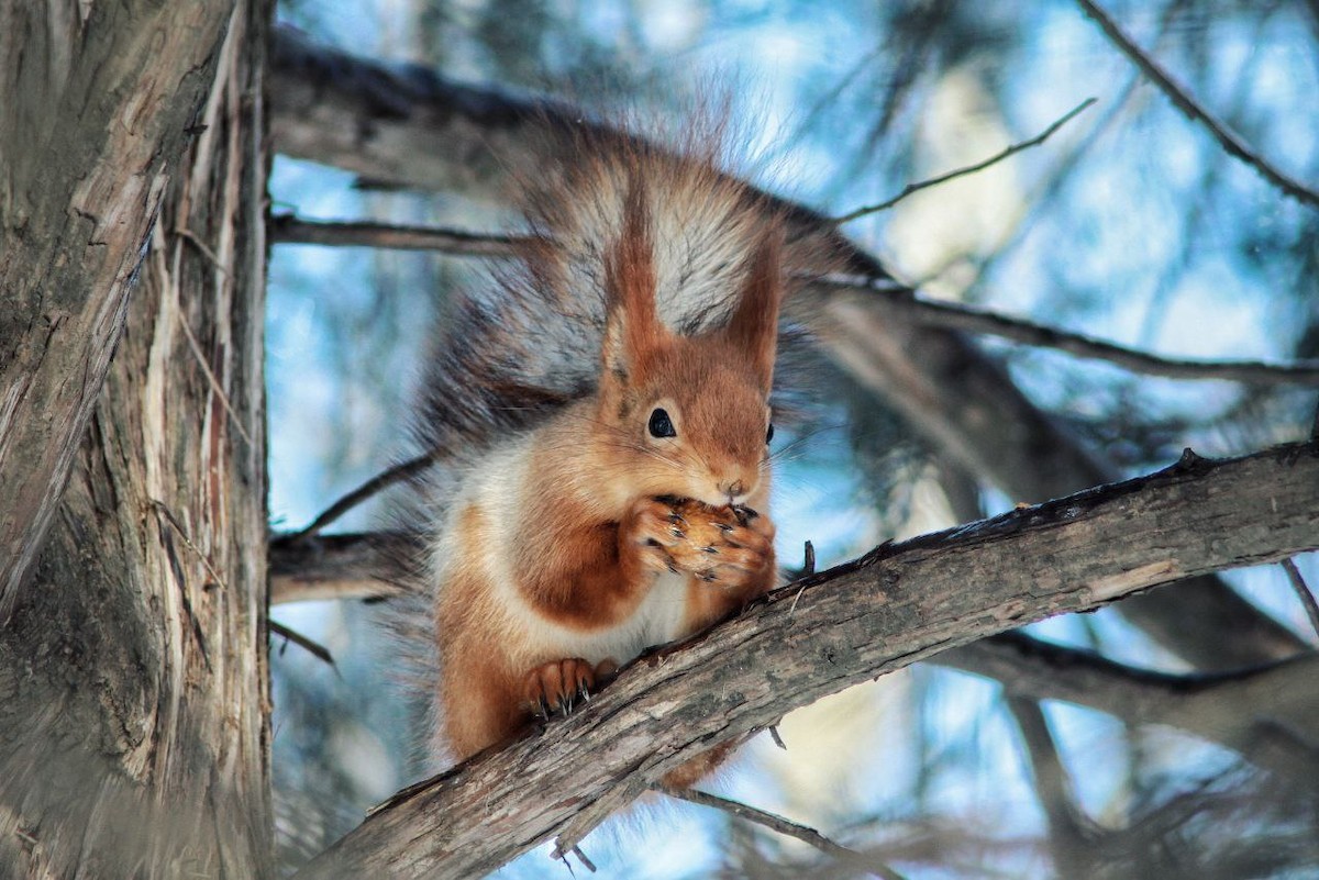 Eurasian Red Squirrel - ML647122680
