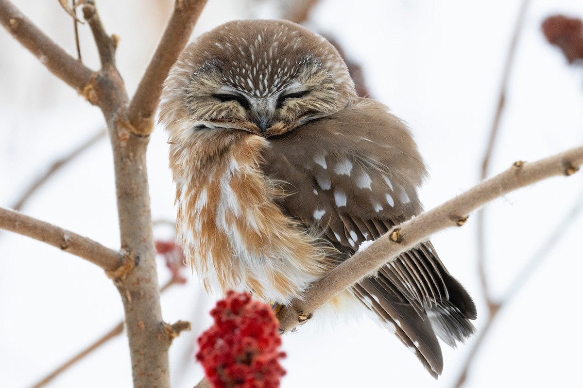 Northern Saw-whet Owl - ML647122688