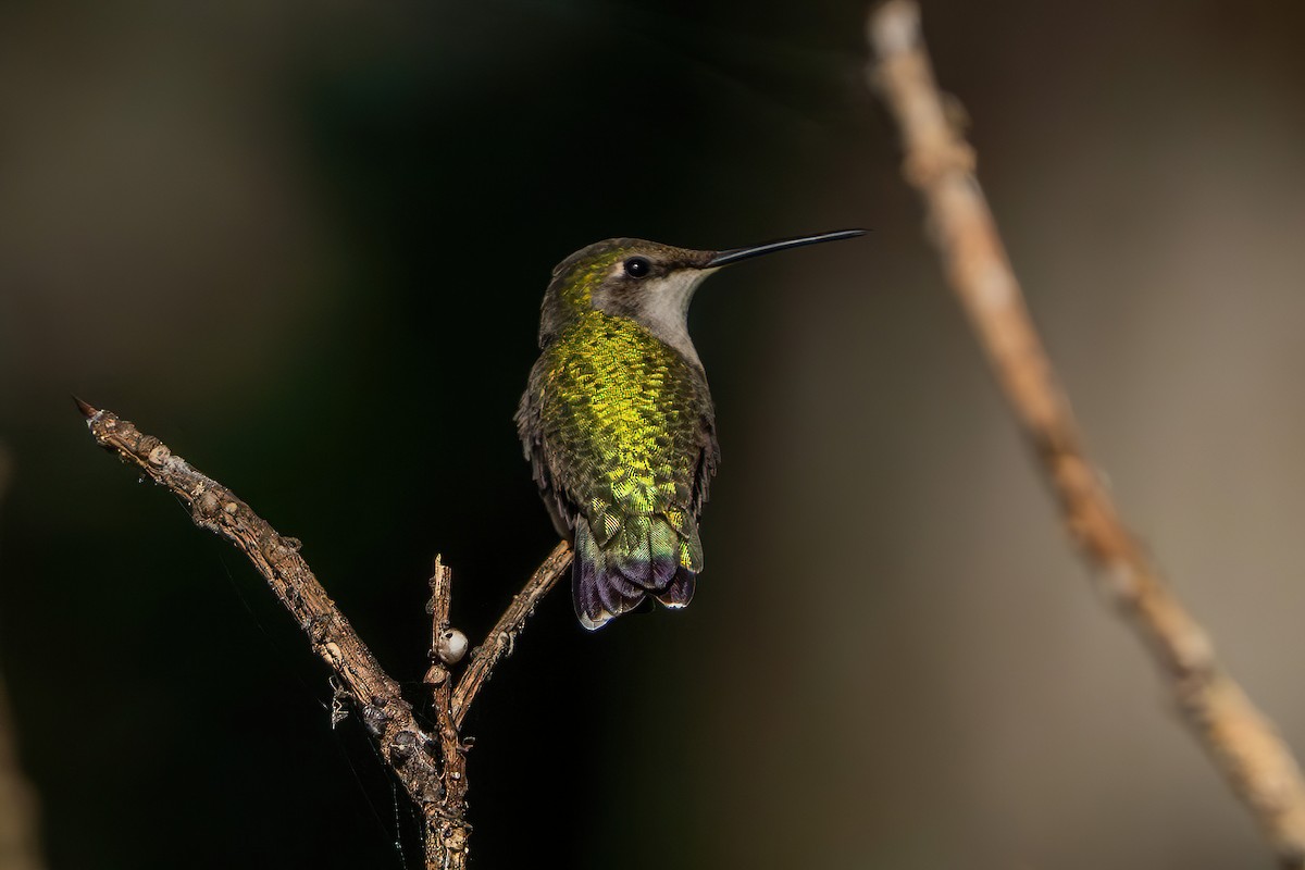 Ruby-throated Hummingbird - ML647122690