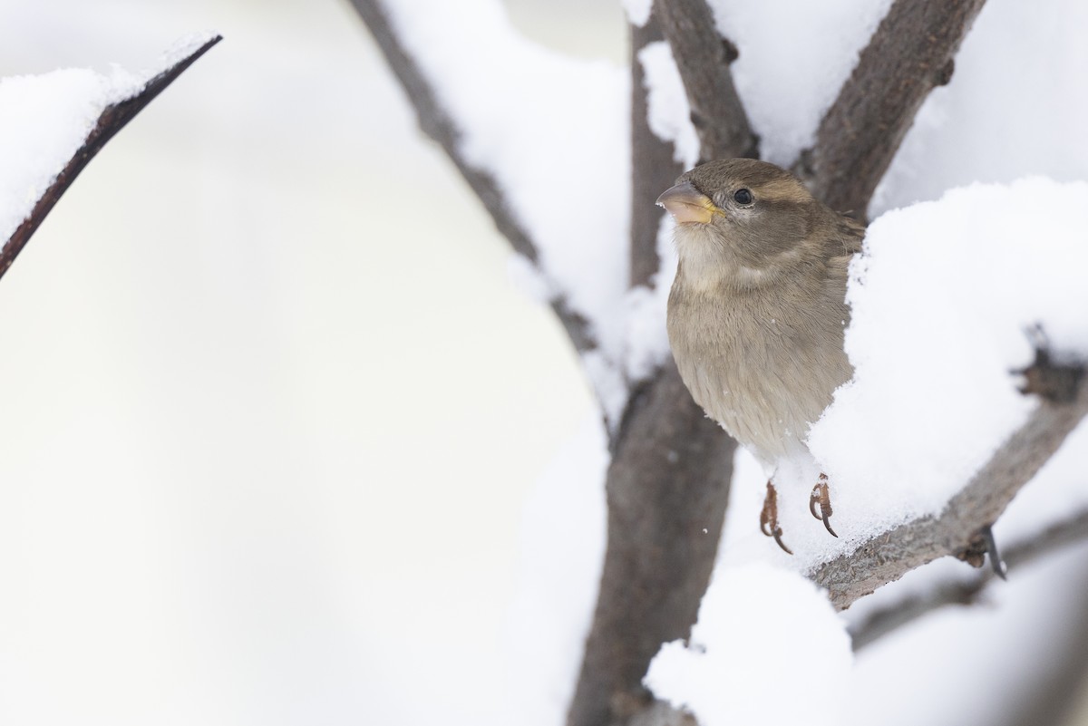 דרור הבית - ML647122706