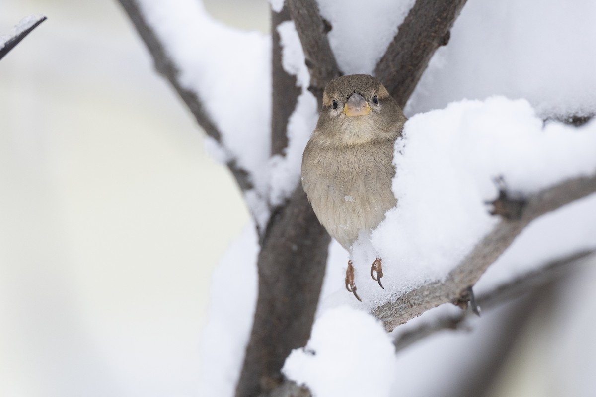 דרור הבית - ML647122707