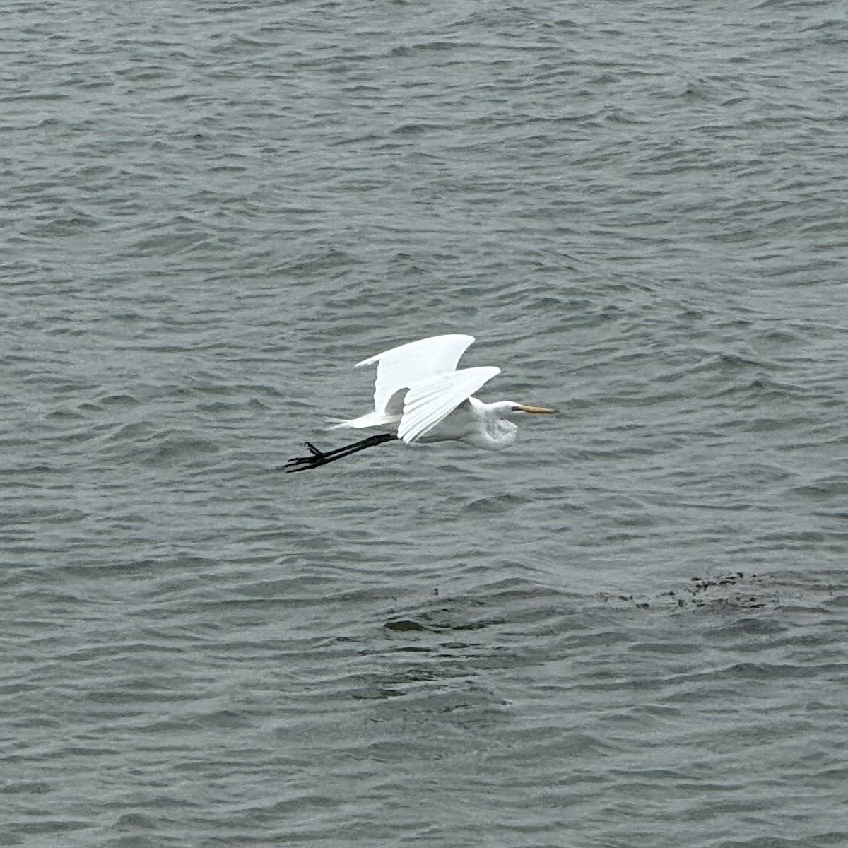 Koartza zuria - ML647122712