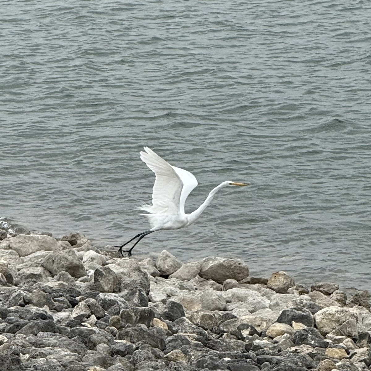 Koartza zuria - ML647122713