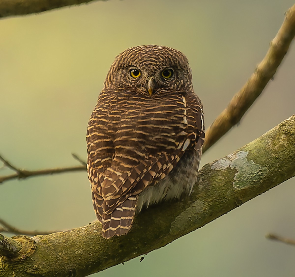 Кукушковый сычик - ML647122716